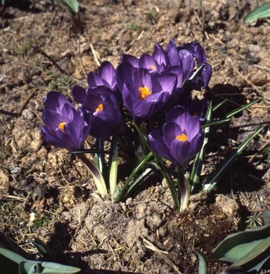 Krokusblommor, maj 1983.