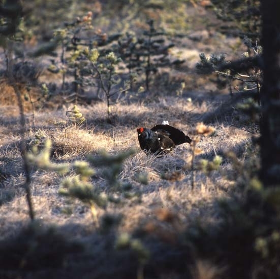 Orrspel på Degelmyren våren 1984.