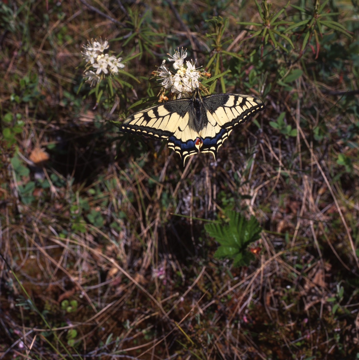 Makaonfjäril (Papilio machaon) som även kallas för för svalstjärt eller parasollfjäril och hör till familjen riddarfjärilar. Här vid Stråsjön 25 juni 1996.