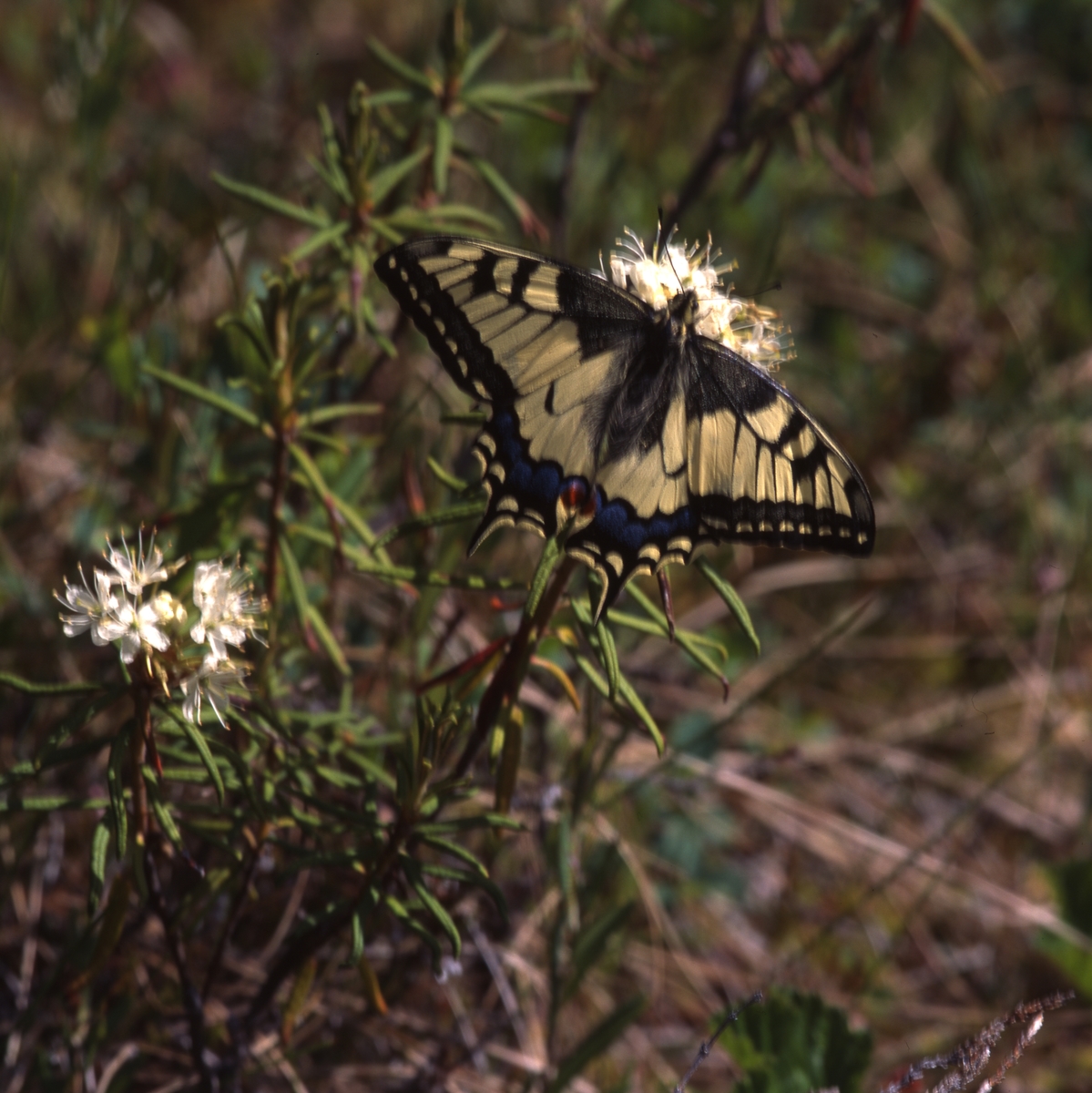 Makaonfjäril (Papilio machaon) som även kallas för för svalstjärt eller parasollfjäril och hör till familjen riddarfjärilar. Här vid Stråsjön 25 juni 1996.