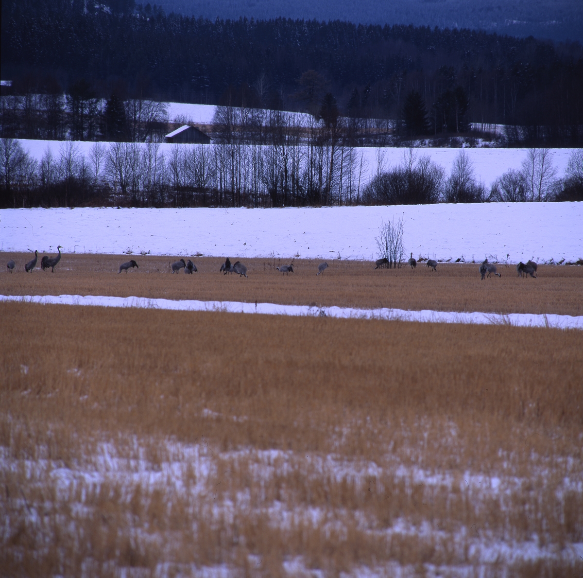 Tranflocken sedd mot Bullerberget maj 1996. Det ligger fortfarande snö på åkrarna.