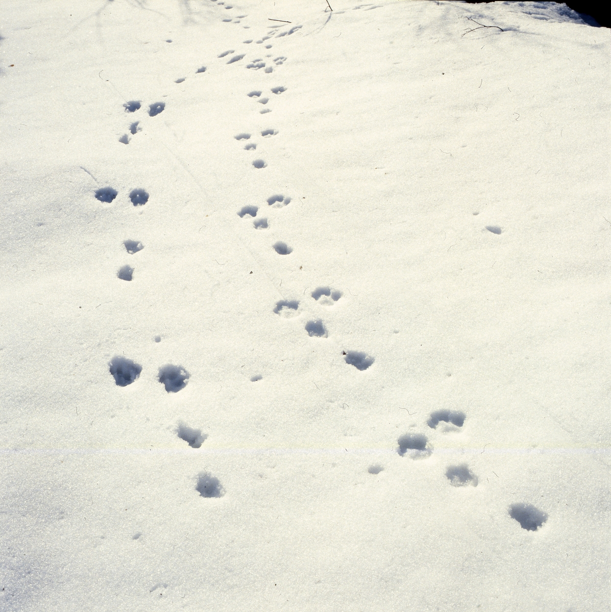 Harspår i snö, april 1990.