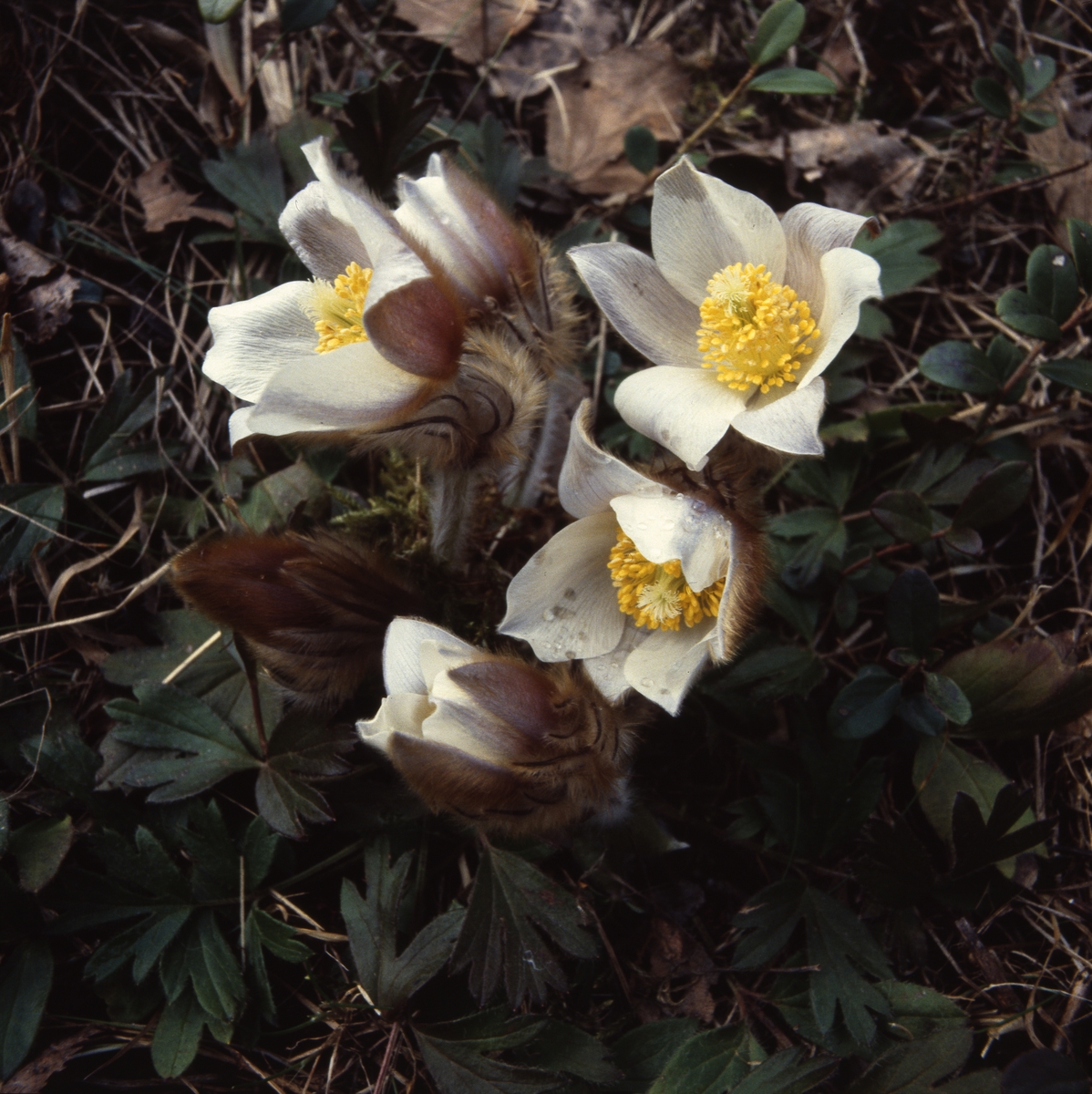 Mosippa i fjolårsgräs 11 maj 1982.