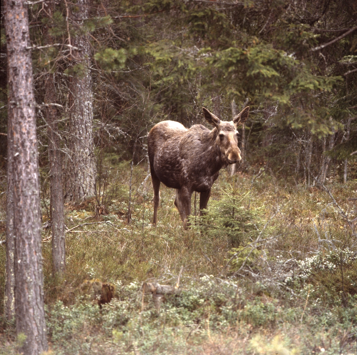 Älg bland trädstammar,  Älvkarhed sommaren 1984.