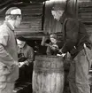 En arbetare öppnar en tunna med surströmming vid Bockens strömming.