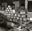 Fabriken Bockens strömming, packstation där fisken läggs i plåtburkar.