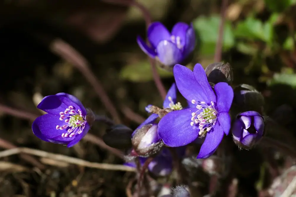 Blå-lilla blåveisblomster med hvite støvbærere som strekker seg mot sola.