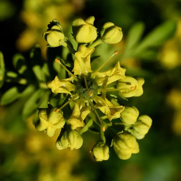 Vinrutens gule blomster vokser i kulerunde klaser.