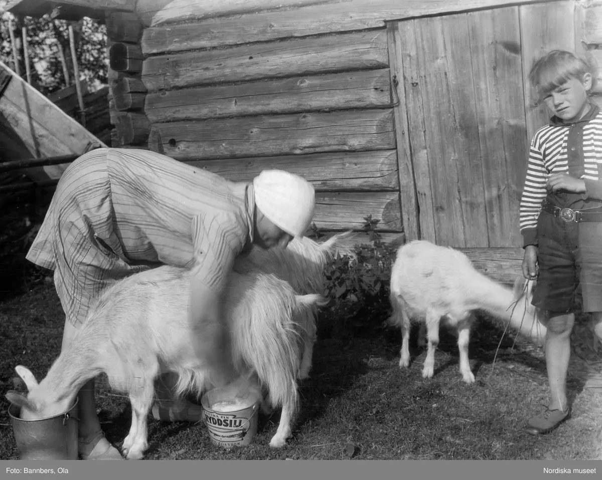 Mjölkning av getter. Etnologiska undersökningen 1929: "Mjölkningen av getterna sker på fritt fält. Mjölkerskan står vid getens sida, vänd i motsatt riktning mot geten , lutar sig över geten och håller högerarmen över getens rygg. Mjölkkärlet står på marken under getens juver och mjölkerskan mjölkar med båda händerna" Ola Bannbers. 

En kvinna står böjd över en get och mjölkar ned i en plåthink med texten "Extra fin Kryddsill" . Till höger om henne en killing och en liten pojke med ris i handen. Brunnsberg by i Älvdalen.