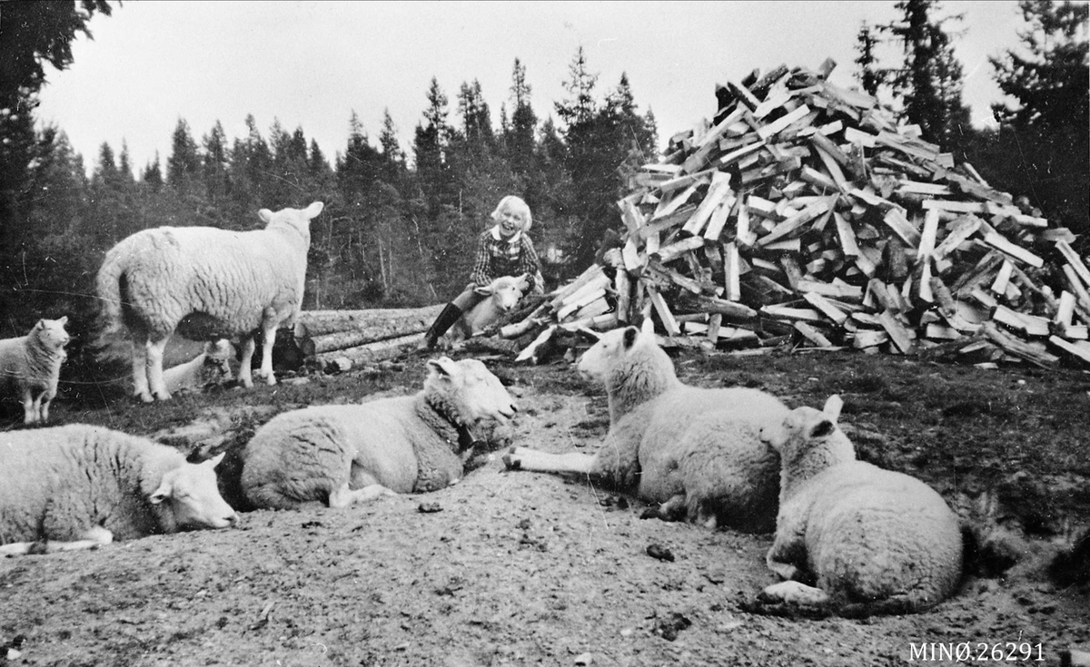 Sauer og ei ung jente foran stor vedhaug