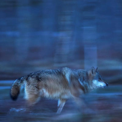Ulv som løper i skumringen