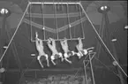 Furuviksparken invigdes 1936

1950 var ett år då Furuviksparken investerade kraftigt.

Cirkus
Trapetskonster