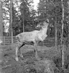 Furuviksparken invigdes pingstdagen 1936.

Nöjesfältet, badplatsen Sandvik och djurparken gjordes iordning.

Hjortdjur