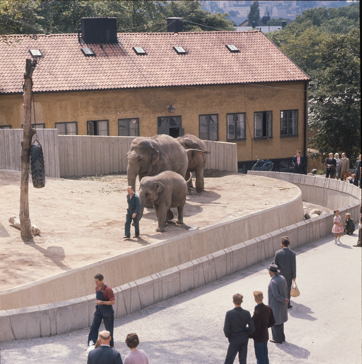 De Asiatiska elefanterna vid elefanthuset på Skansen. Barn och vuxna besökare.