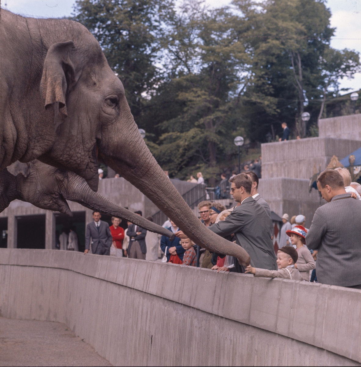 De Asiatiska elefanterna vid elefanthuset på Skansen. Barn och vuxna besökare.