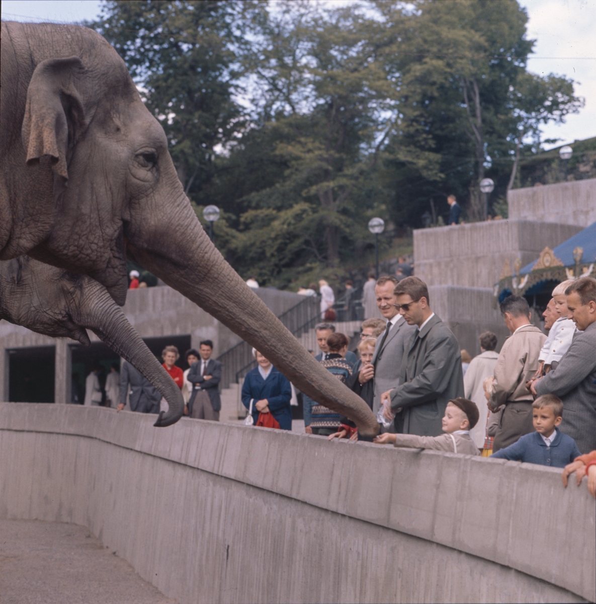De Asiatiska elefanterna vid elefanthuset på Skansen. Barn och vuxna besökare.
