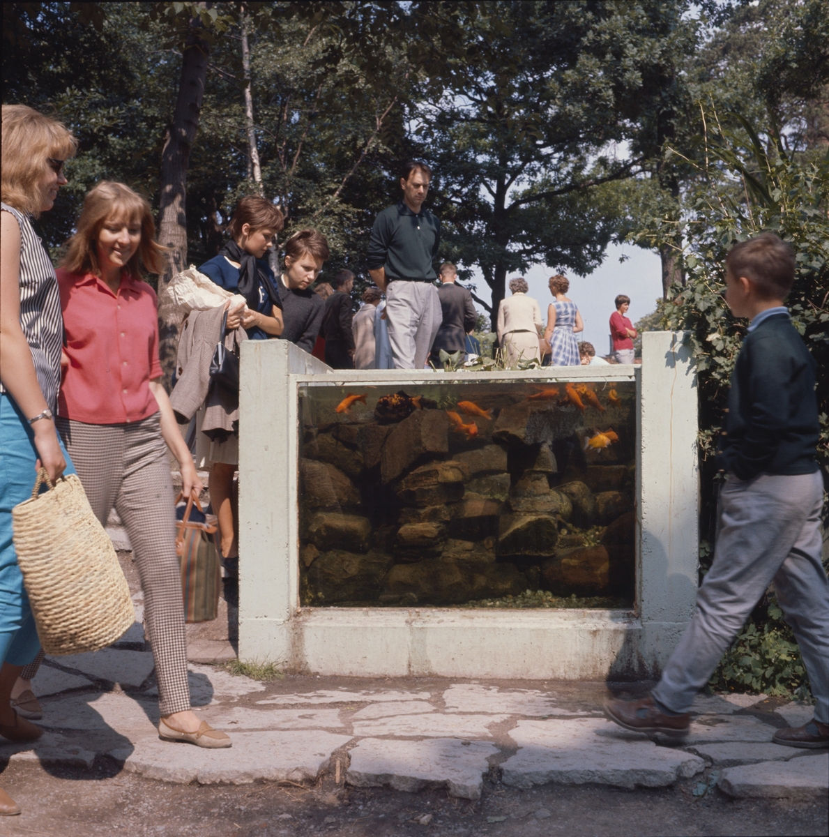 Barn och vuxna kring Lill-Skansens akvarium med guldfiskar.