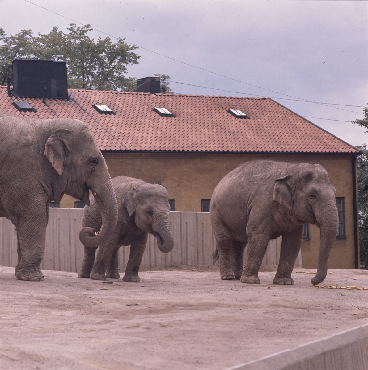 De Asiatiska elefanterna vid elefanthuset på Skansen. Barn och vuxna besökare.
