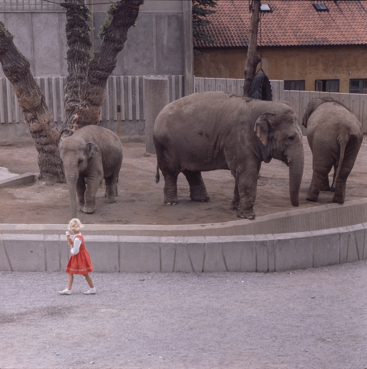 De Asiatiska elefanterna vid elefanthuset på Skansen. Barn och vuxna besökare.