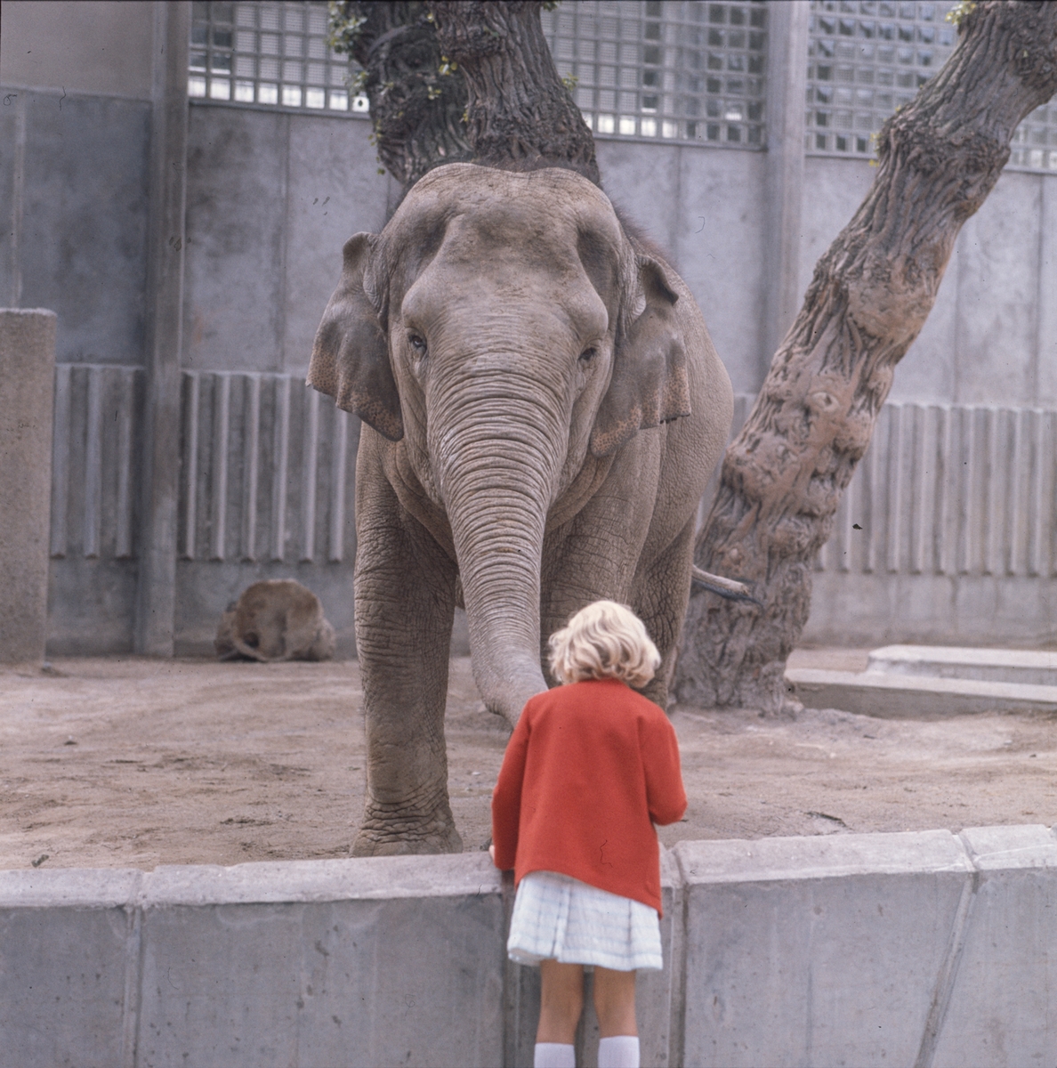 De Asiatiska elefanterna vid elefanthuset på Skansen. Barn och vuxna besökare.