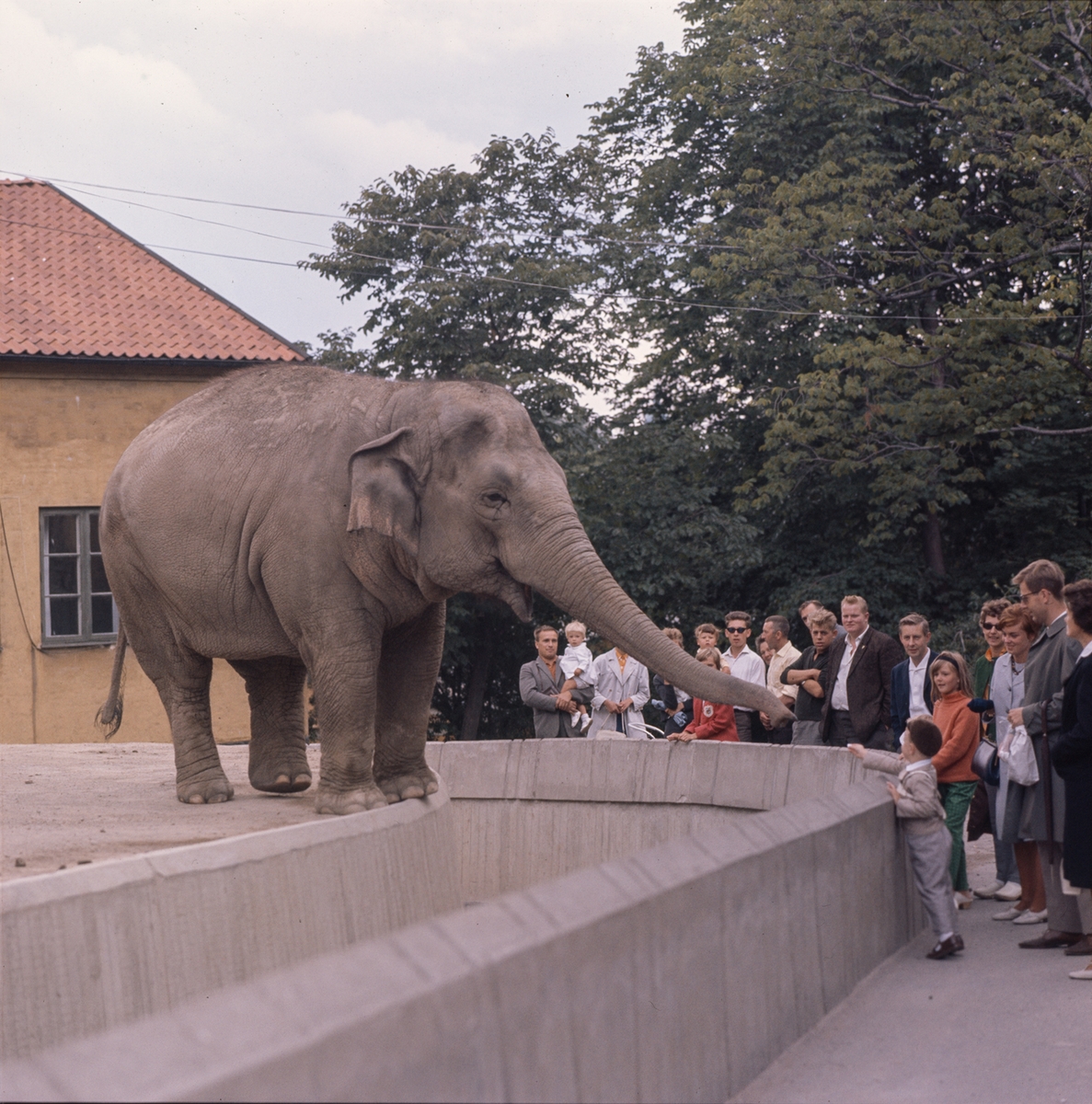 De Asiatiska elefanterna vid elefanthuset på Skansen. Barn och vuxna besökare.