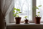 Vänersborgs museum, vaktmästarbostaden. Pelargoner i fönstret.