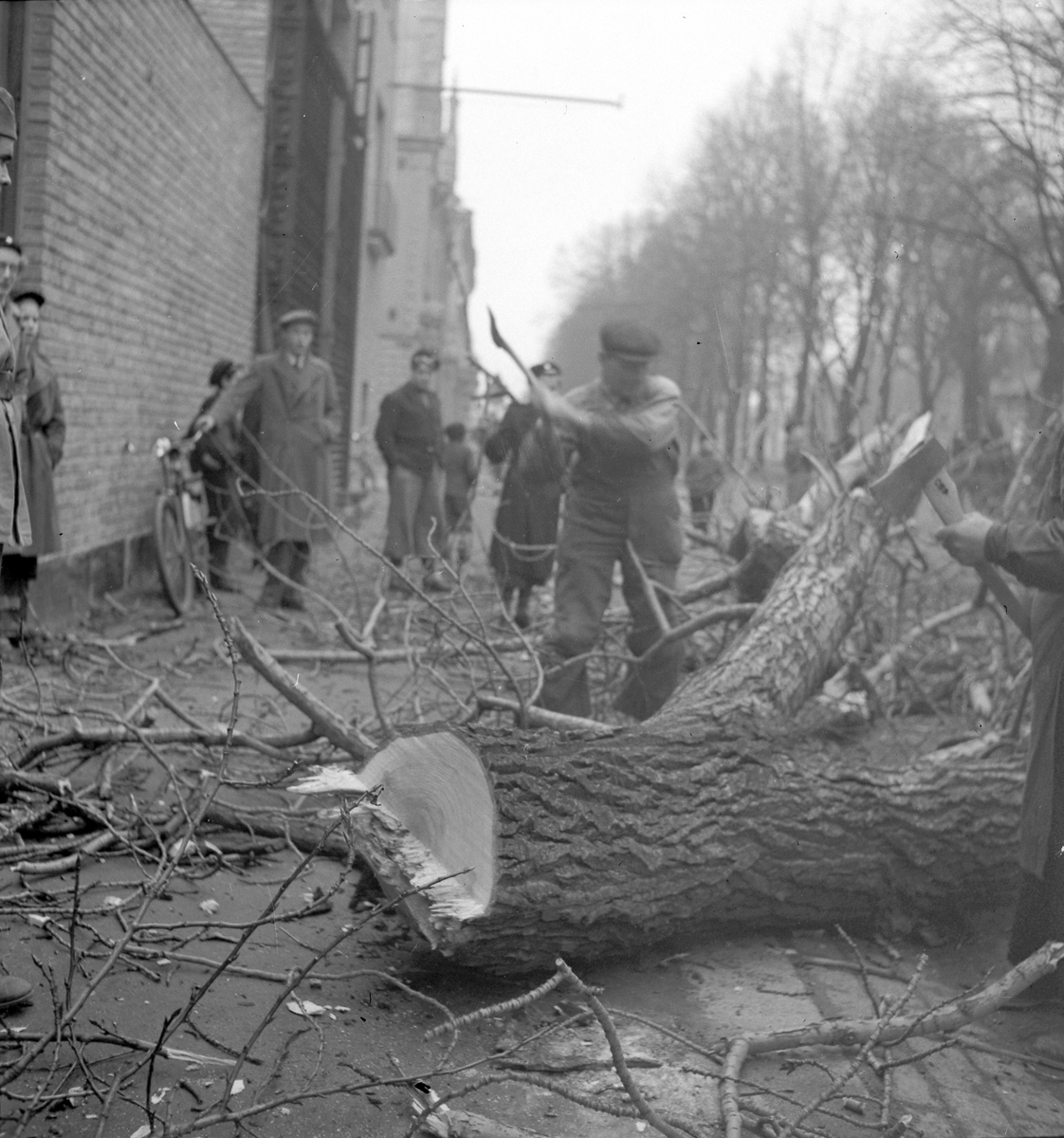 Gammal Poppel vid Elverket fälls

29 november 1943