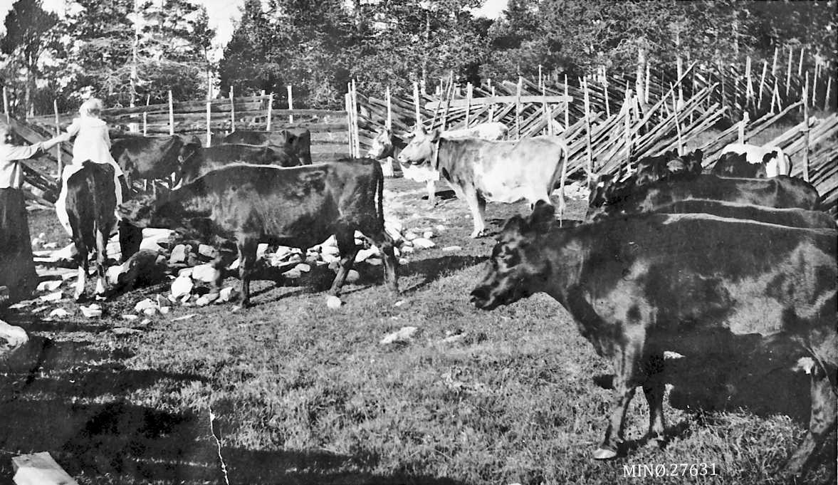 Seterbilde, ku og budeie. Buskap i Streitlien. Anna Streitlien og datter Aslaug