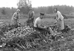 Upptagning och rensning av rovor på Stora Bona i Svinhult socken.