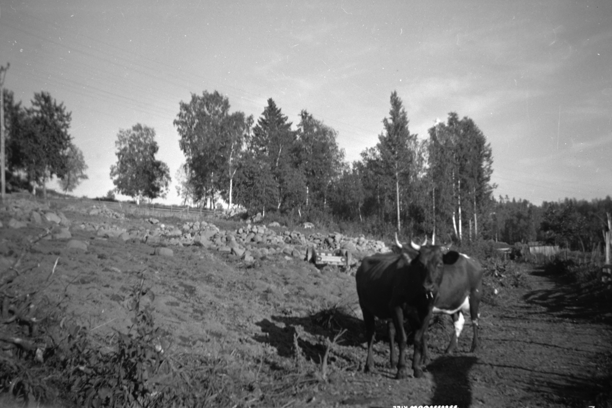 Beitedyr, kyr, åker, nybrott, steinrøyser, Åstad gard, Ring. Gnr. 365, bnr. 1-9.