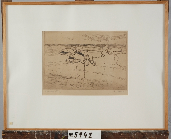 Etsning.
Flamingos.
Vadande flamingos, sökande efter mat.