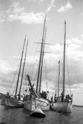 ALBATROSS, VANADIS och GATHENHIELM tillhörande Svenska Segla