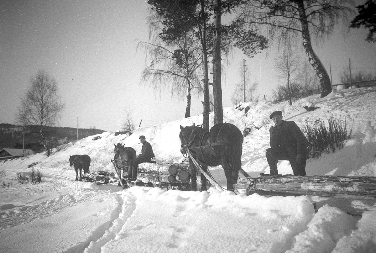 Tømmerkjøring, skogsarbeid, hest og slede, tømmerlass, Karsten Thorsen, Sverre Pettersen, Gnr. 365, bnr. 1-9.