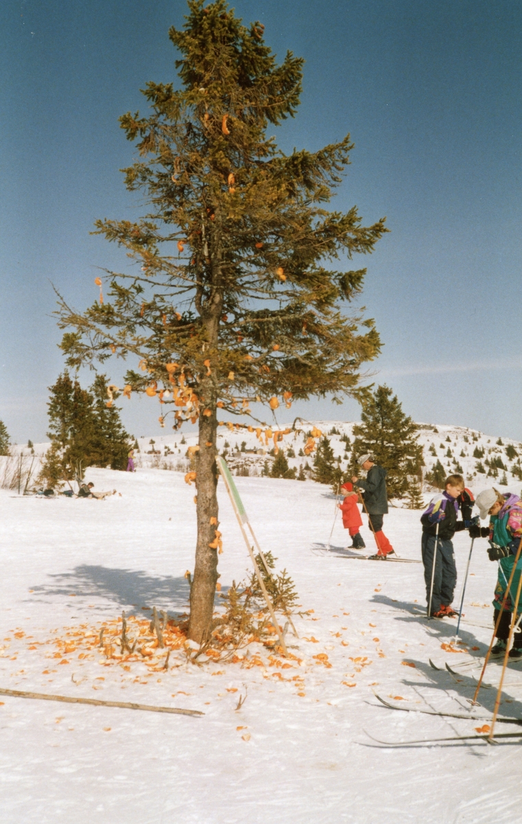 Appelsintreet på Golsfjellet ovanfor Guriset.