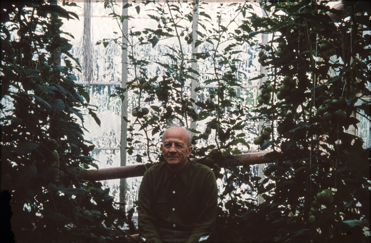 mann planter tomat drivhus