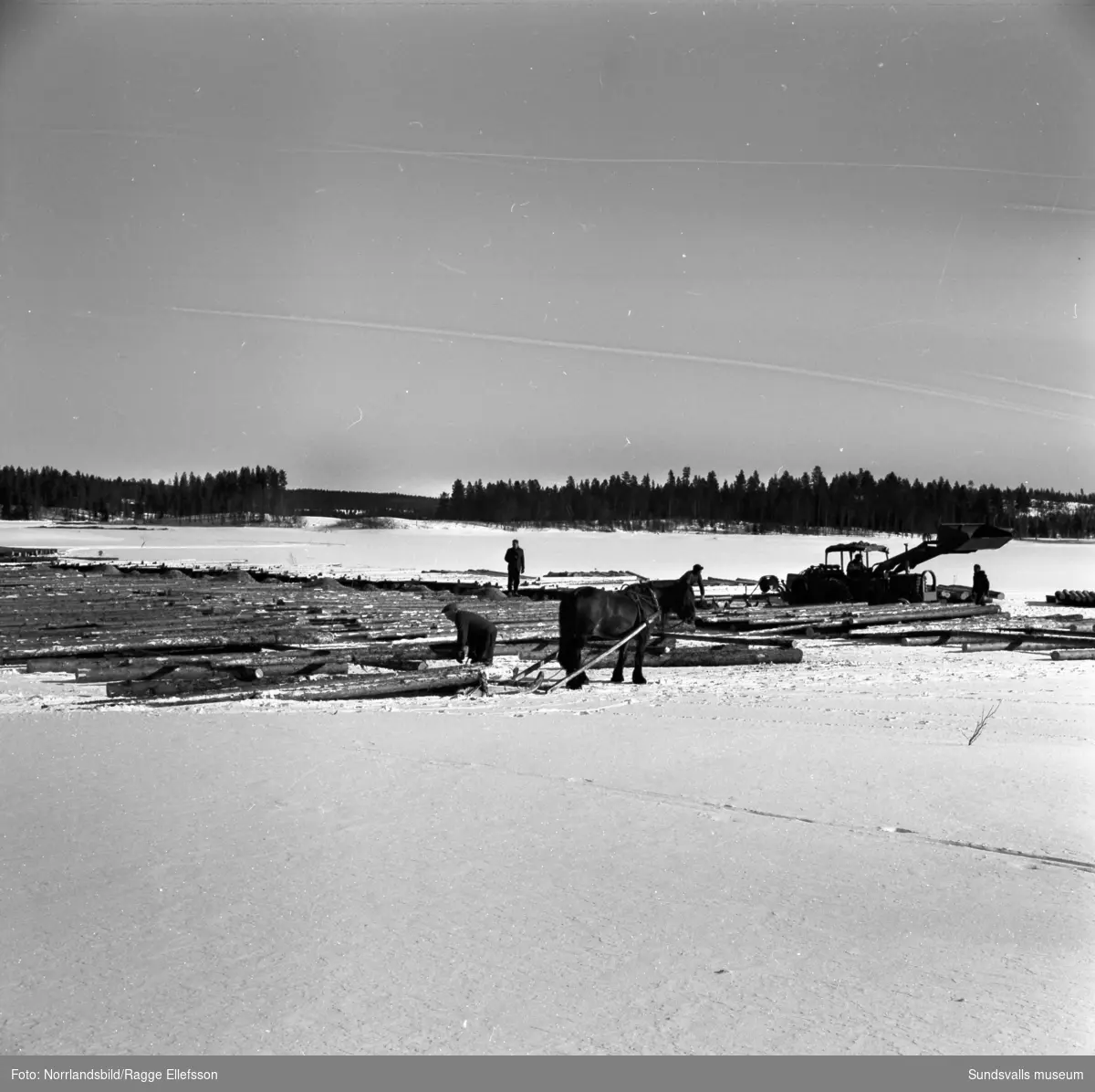 Barkning av timmer med Sunds transportmaskin i Köttsjön, östra Jämtland.