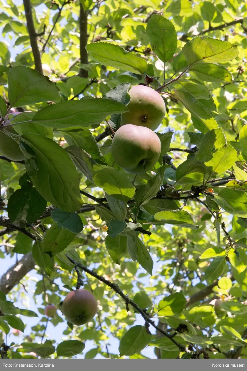 Äppeldagarna Julita 2015, Äpplen, marknad, butiken