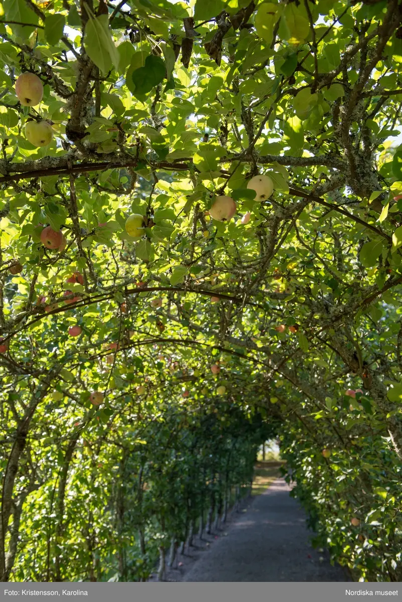 Äppeldagarna Julita 2015, Äpplen, marknad, butiken