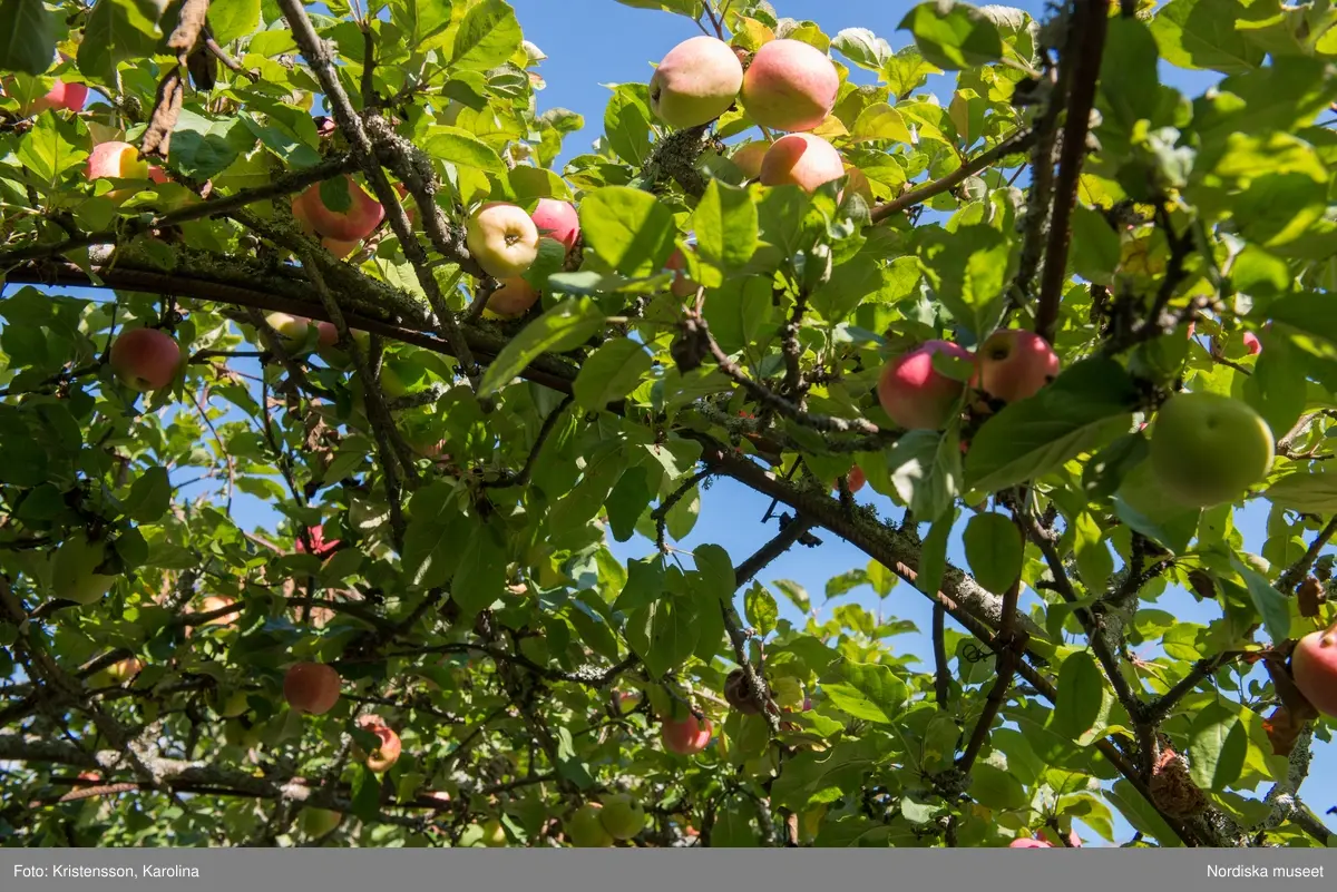 Äppeldagarna Julita 2015, Äpplen, marknad, butiken