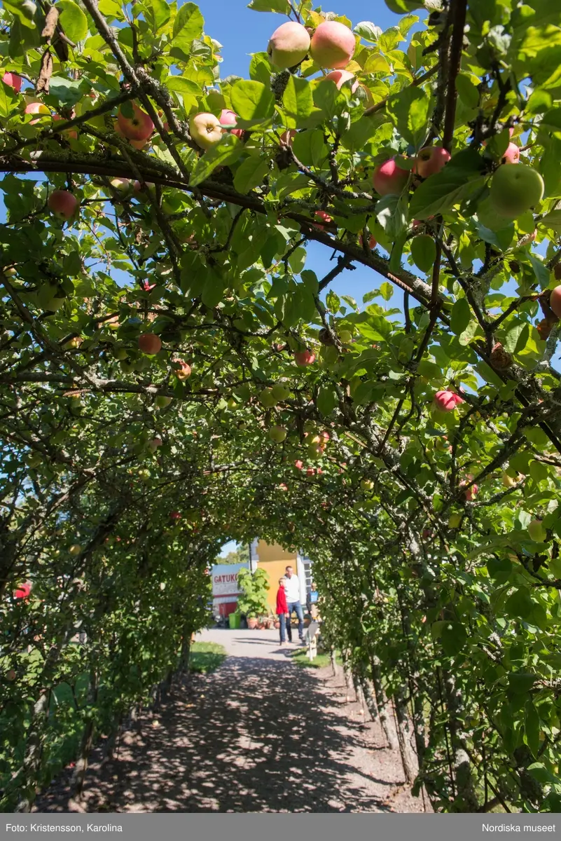 Äppeldagarna Julita 2015, Äpplen, marknad, butiken
