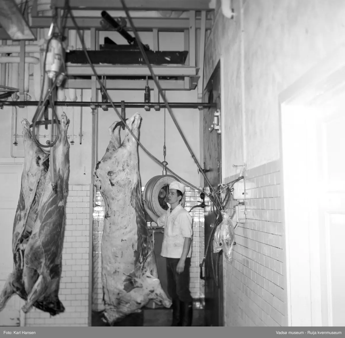 Nord-Norges salgslag Vadsø, 1964. Storfeslakt kjøres inn på vekta på vei til Hengehallen.