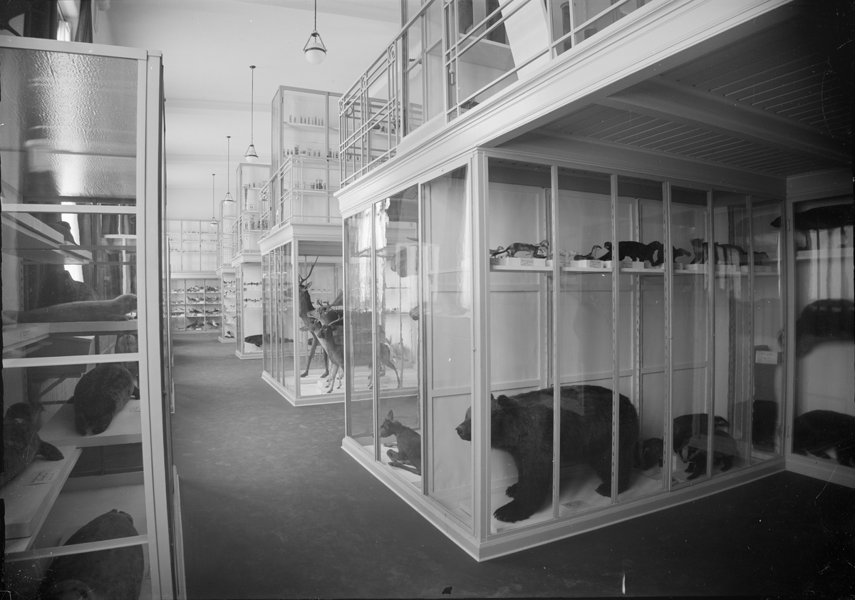 Djurmontrar, Zoologiska institutionen, Uppsala 1917