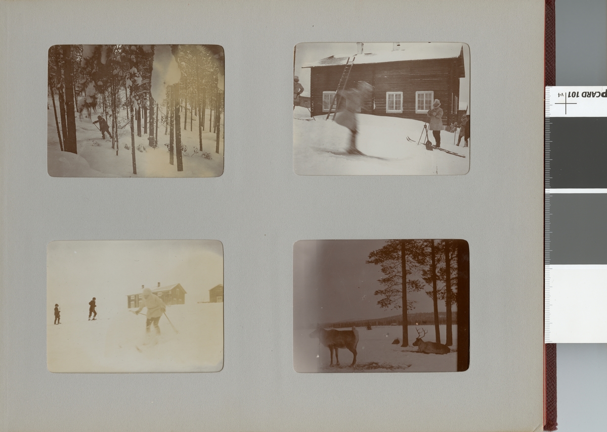 Renar i vinterlandskap under Smålands husarregemente K 4 vinterövning i Norrbotten omkring 1910.