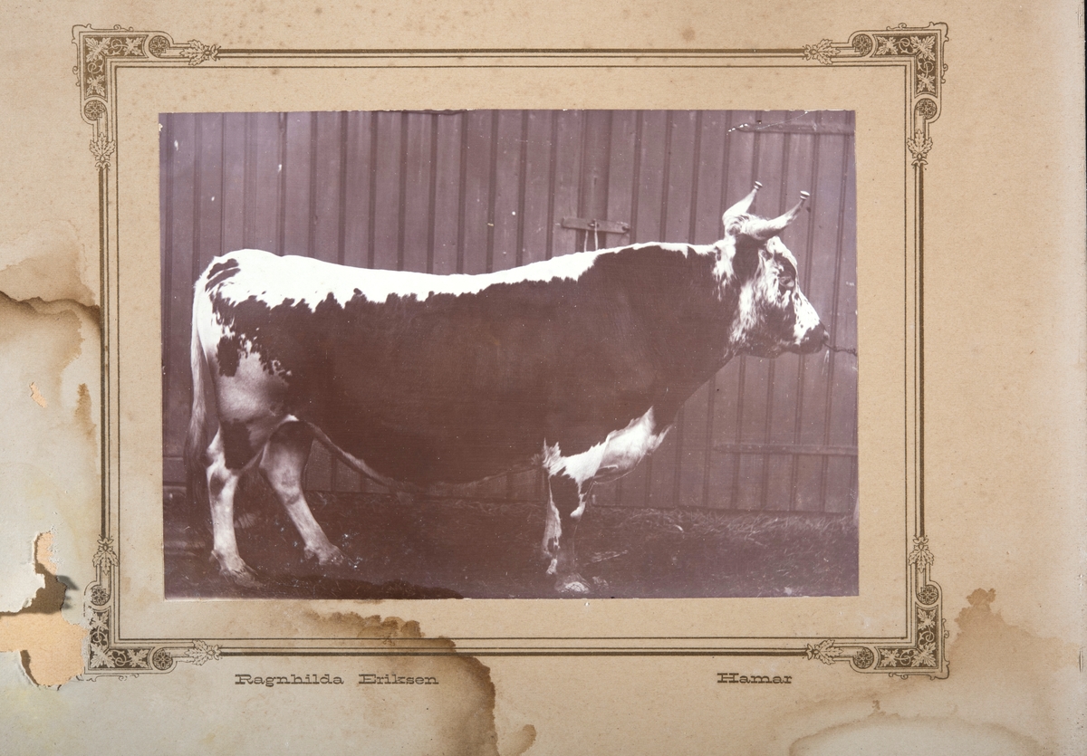 Nordre Tomter (60/1). Kristoffer Tomters premieokse.