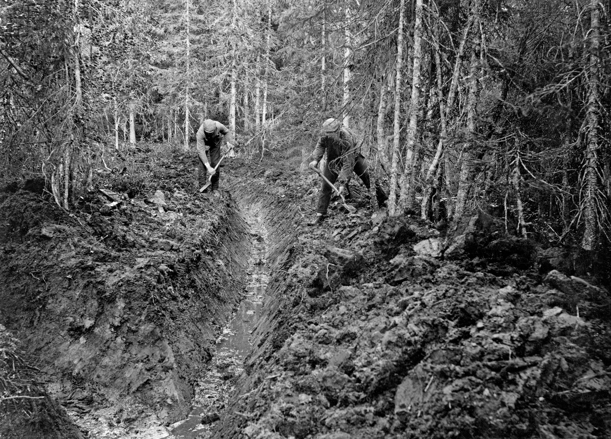 Avgrøfting av vassjuk skogsmark med tett granbestand.  Det er gravd to 60-70 centimeter djupe grøfter i steinfri jord med torvlag av betydelig tjukkelse.  Grøftene møtes i forgrunnen av bildet.  Massen er kastet opp på grøftenes skuldre, men på bildet arbeider to menn med spader med å kaste moldjorda lengre unna. 