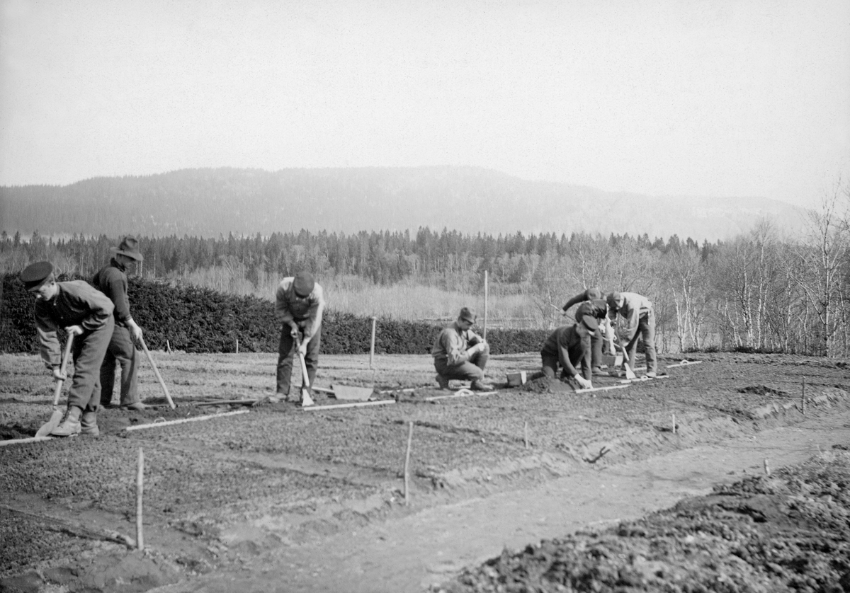 Omskoleringsarbeid ved planteskolen i Steinkjer. Fotografiet viser plantesenger der skogskoleelever med flate spader, (Sandens) prikleapparater, plantekorger og river omskoler planter.  Feltet avgrenses av en granhekk.  Bakenfor skimtes to åskammer, begge med barskogvegetasjon.  I bakgrunnen til høyre vokser det derimot en del lauvskog. 