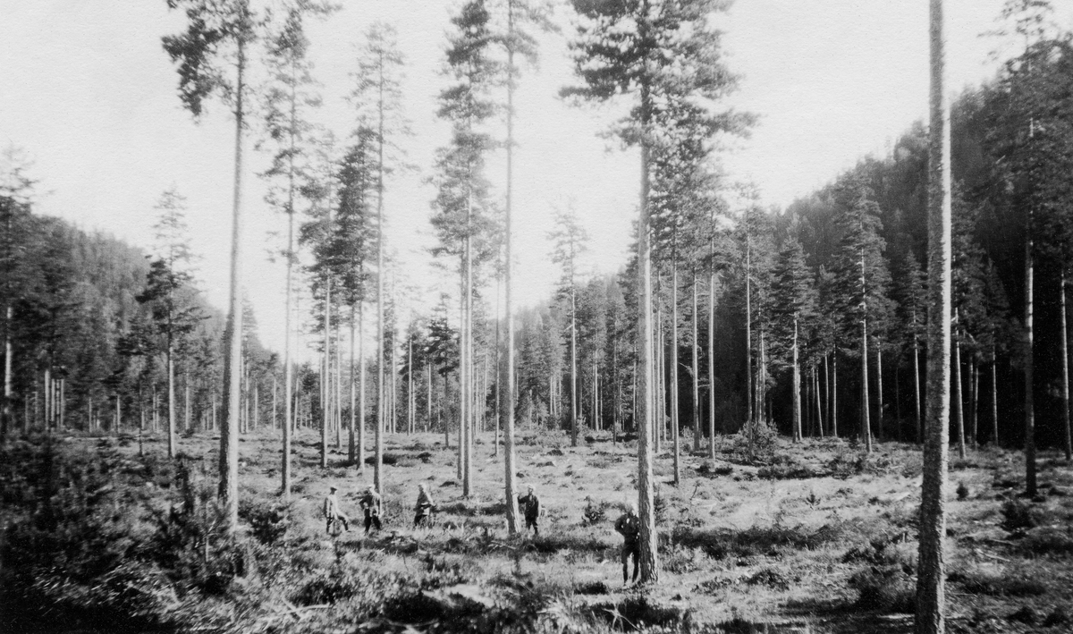 Frøtrestilling på Henseidmoen i Drangedal.  Flate der skogen er hogd med unntak av en del høge, ranke furuer som er gjensatt som frøtrær.  Fem menn står mellom trærne.  Tettere skog i området omkring. 