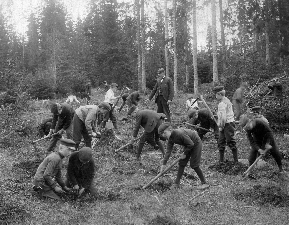 Skogplanting av skolebarn.  Åpen, grasbevokst flate i skogen der 16 gutter er i sving med plantehakker og plassering av planter.  En instruktør peker mot marka.  I bakgrunnen to uniformerte unge herrer med samme type arbeid.  Bildet er tatt i en forholdsvis åpen granskog.  Guttene arbeider antakelig langt tettere enn de ellers ville gjort til ære for fotograf Wilse.  Fotografiet ble tatt våren 1904.

En kopi av dette fotografiet er brukt i skogkulturmontasjen i Norsk Skogmuseums basisutstilling "Tid for Skog" (2001).

Norsk Teknisk Museum har en håndkolorert versjon av dette motivet i sin Wilse-samling - jfr. inventarnummer DEX_W_00148