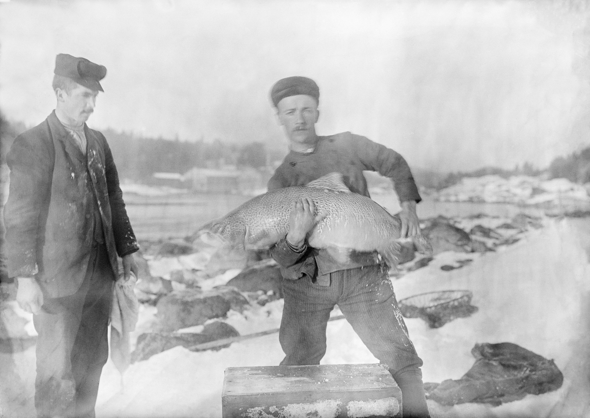 Hannlaks delvis utgytt, bestrykning, befruktning, personer. Laksen er 1. 29 m lang, omf. 0. 68 m. Laks. Fiskeoppdrett. Oppdrett. Kultiveringsarbeid. Naturforvaltning.