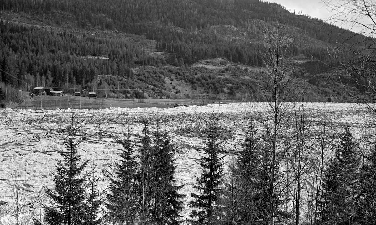 Isgang ved Sundfloen i Stor-Elvdal i begynnelsen av mai 1963.  Fotografiet er tatt fra en bakkekam, over tretoppene, ned mot et elveleie som var fullstendig dekt av is og tømmer.  På motsatt side av elva ser vi et gardsbruk og ei li med granskog i ulike aldersklasser.  Isgang har mang en gang skapt problemer i Østerdalen, særlig når lange og kalde vintrer brått har blitt avløst av varm vårsol, som har fått isen til å brekke opp og drive nedover Glomma i store masser.  I 1904 skrev kanaldirektør Gunnar Sætren følgende: «Undertiden, men heldigvis ikke ofte, forekommer isgang i Glommen, og denne forvolder da store ulemper.  Isbruddet begynder i almindelighed nedenfor Barkalden, undertiden også længere oppe, og stanser sjelden før i Stor-Elvedalen.  Dersom den gaar saa langt som ned til kirken og stanser der, bliver alle øer og hele dalbunden lige op til Sundfloen belagt med is og tømmer.»  Når så ismassene, gjerne ispedd fløtingstømmer, så satte seg fast i trange eller grunne passasjer, kunne det altså bygge seg opp digre vann- og ismasser i områdene ovenfor.  Dette skjedde også i månedsskiftet april-mai i 1963.  Situasjonen ble mer og mer truende.  Den 5. mai oppsto det imidlertid en åpning i isfronten ved Tannfetten, og dermed drev både is og fløtingstømmer langsomt nedover elveløpet.  Noe av isen satte seg riktignok fast på nytt, ved Tremoholmen, men den løsnet snart igjen.  Dermed kunne storelvdølene pustet lettet ut, for Glomma hadde fritt avløp.  Sjøl om det lå igjen en del is og tømmer ved Sundfloen var det lite sannsynlig at situasjonen ble verre igjen, slik at det kunne oppstå nye skader.  Når elva var fylt av is og fløtingstømmer på denne måten, var det naturligvis ikke tilrådelig å krysse den.  I perioder med isgang var det følgelig svært vanskelig for storelvdøler som bodde på vestsida av Glomma å ta seg til kommunesenteret Koppang på østsida og tjenestetilbudet der.  Ikke var det trygg is, og ikke var det åpent vann så ferga kunne gå.  I 1963, det året fotografiet av denne is- og tømmermassen ble tatt, ble det bestemt at Stor-Elvdal kommune skulle få hengebru over elva nettopp ved Sundfloen.  Dermed ble i hvert fall ett av de problemene isgangen i Glomma ofte var årsak til løst.